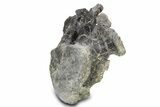Fossil Sauropod (Camarasaurus) Caudal Vertebra - Wyoming #322933-5
